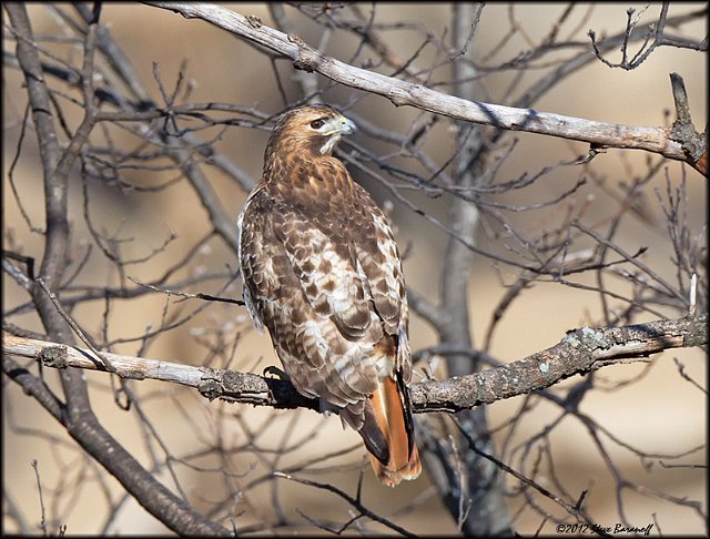 _2SB2750 red-tailed hawk.jpg